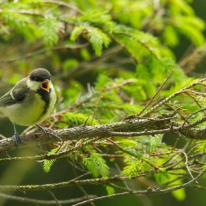 Redwell   June   2016 (89 Of 659).jpg